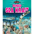 Banded Sea Krait