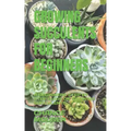 Growing Succulents for Beginners: A Beginners Step by Step Guide on Growing Succulents