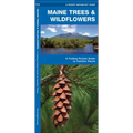 Maine Trees & Wildflowers: A Folding Pocket Guide to Familiar Plants