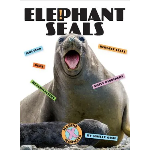 Elephant Seals