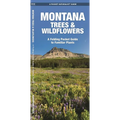 Montana Trees & Wildflowers
