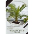 Majesty Palm Plant: Plant Guide