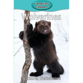 Wolverines