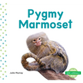 Pygmy Marmoset