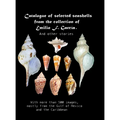 Catalogue of selected seashells from the Emilio F. García collection. And other stories.: With more than 500 images, mostly from the Gulf of Mexico an