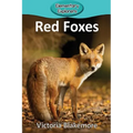 Red Foxes