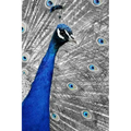Blue Peacock: The Indian Peafowl or Blue Peafowl Is a Large and Brightly Colored Bird, Native to South Asia.