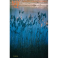 The New York Quarterly, Number 48