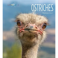 Ostriches