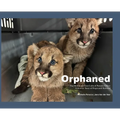 Orphaned: The Mountain Lion Cubs of Portola Valley: A Rescue Story of Hope and Survival