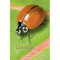 Ladybugs of Alberta