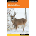 Whitetail Deer