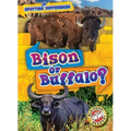 Bison or Buffalo?