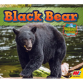 Black Bear