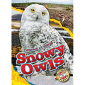 Snowy Owls