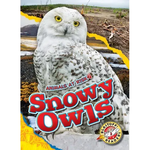 Snowy Owls