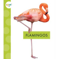 Flamingos