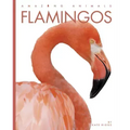 Flamingos