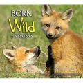 Born Wild in Montana