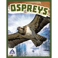 Ospreys