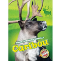 Caribou