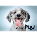 Rescue Me: Dog Adoption Portraits and Stories from New York City