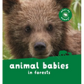 Animal Babies in Forests