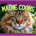 Maine Coons