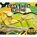Giant Stick Insects
