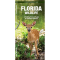 Florida Wildlife: An Introduction to Familiar Species