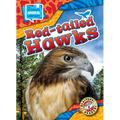 Red-Tailed Hawks