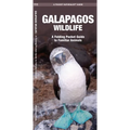 Galapagos Wildlife: An Introduction to Familiar Species