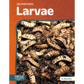 Larvae