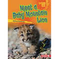 Meet a Baby Mountain Lion