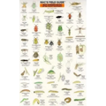 Mac's Field Guides: Northwest Garden Bugs