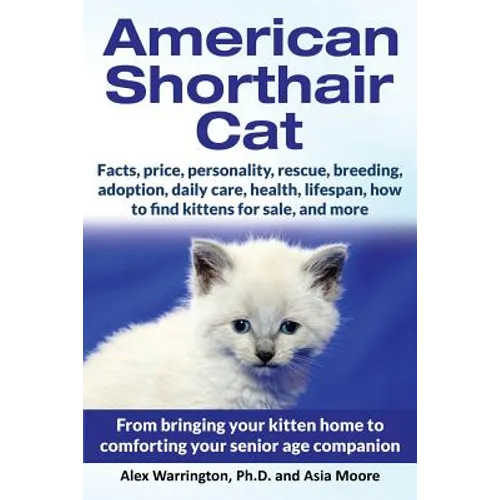 American Shorthair Cat: From bringing your kitten home to comforting your senior age companion