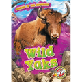 Wild Yaks