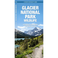 Glacier National Park Wildlife
