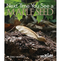 Next Time You See a Maple Seed