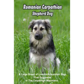 Romanian Carpathian Shepherd Dog: A Large Breed of Livestock Guardian Dogs That Originated in The Carpathian Mountains: What You Should Know About Rom