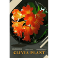 Clivia Plant: Plant Guide