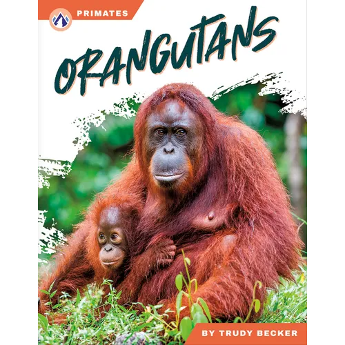 Orangutans