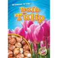 Bulb to Tulip