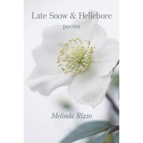 Late Snow and Hellebore