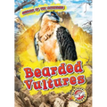 Bearded Vultures