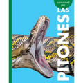 Curiosidad Por Las Pitones