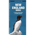 New England Birds