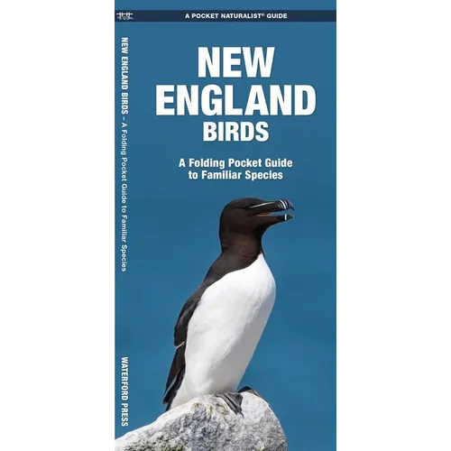New England Birds
