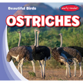 Ostriches
