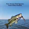 New Jersey Game Fish and Panfish Species Kids Book: Great Book About the Different Types of Fish in New Jersey